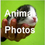 Animal Picture Gallery screenshot 1