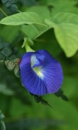 Butterfly Pea Wallpaper screenshot 1