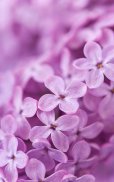 Lilac Flowers Live Wallpaper screenshot 4