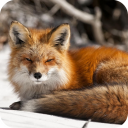 Fox Wallpaper HD Icon