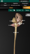 Organi interni 3D (anatomia) screenshot 5
