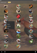Rooster Suara dan Ringtone screenshot 5