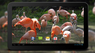 4K Flamingo Video Live Wallpaper screenshot 0