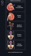 Kidney Anatomy Pro. screenshot 14