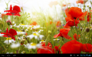 Poppies live wallpaper screenshot 5