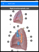 Anatomy Atlas for Students - Lite Version screenshot 3