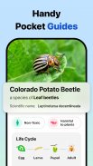 Picture Insect: Bug Identifier screenshot 5