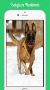 Belgian Malinois screenshot 5