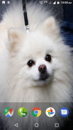 Pomeranian Dog Wallpapers HD screenshot 1