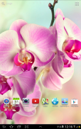 Orchids Wallpaper screenshot 8