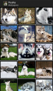 Husky - HD Wallpapers screenshot 1