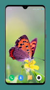 HD Butterfly Wallpaper screenshot 7