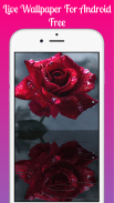 Red rose Live Wallpaper 2019 free Red rose LWP screenshot 4
