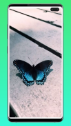 Butterfly Aesthetic Wallpaper screenshot 5