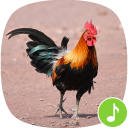Appp.io - Rooster Sounds Icon