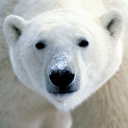 Save the Arctic!! LWP FREE Icon