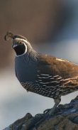 Quail Wallpaper screenshot 6