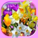 Spring Irises and Narcissus Flowers Live Wallpaper Icon