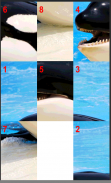 Whales Puzzle screenshot 3