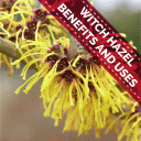 Witch Hazel - Benefits and Uses