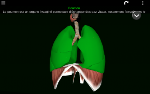 Organes Internes en 3D (Anatomie) screenshot 21