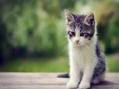 Kitten HD Wallpaper screenshot 3