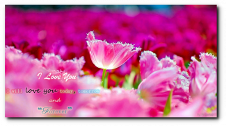 Love and Romance Wishes Quotes screenshot 8