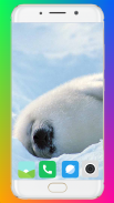 Harb Seal Wallpaper Full HD screenshot 1