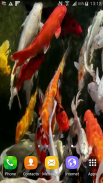 Koi Live Wallpaper screenshot 5