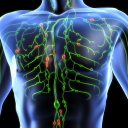 Lymphatic System Icon