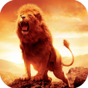 Lion HD Wallpapers