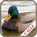 Duck hunting calls Icon