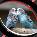خلفيات حية - طيور الحب Icon