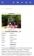 Bees screenshot 6