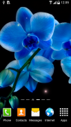 Orchids Wallpaper screenshot 5