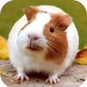 Guinea Pig Wallpaper