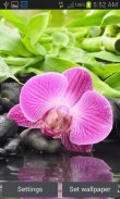 Pink Orchid Blooming LWP screenshot 0