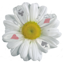 Wishful Daisy