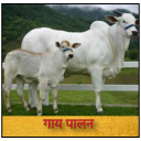 उन्नत गाय पालन - Cow Farming - Rearing