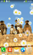 Funny Monkey Live Wallpapers screenshot 5