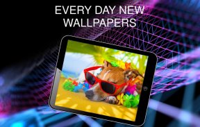 Funny wallpapers for phone screenshot 2