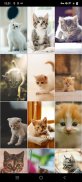 Kitten Wallpapers screenshot 1