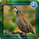 Partridge sound Icon