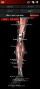 Système musculaire en 3D (Anatomie) screenshot 17