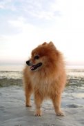 Pomeranian Wallpapers screenshot 8