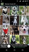 Siberian Husky Dog Wallpapers screenshot 6