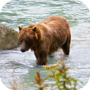 Bear 4K Video Live Wallpaper Icon