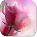 Pink Rose HD Wallpapers Icon