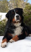 Bernese Mountain Dogs Wallpap screenshot 1