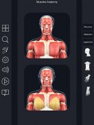 Muscle Anatomy Pro. screenshot 6